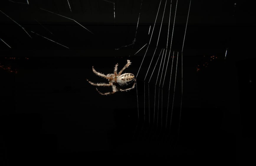 Kan ik echt geld winnen met gratis spins?