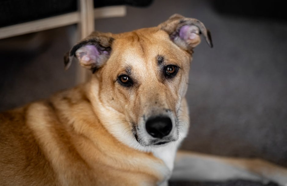 Hoe werken comp points in casino’s en wat kun je er echt mee?